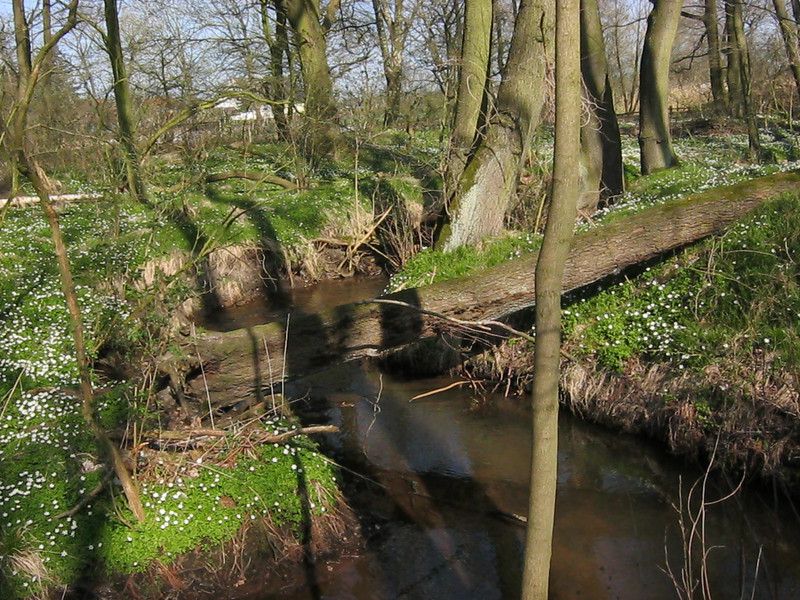 umgestürzter Baum über Wasserlauf