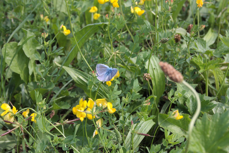 Lotus corniculatus