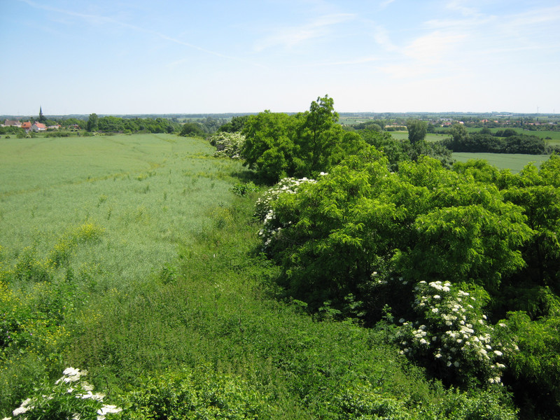 Auf dem Weinberg
