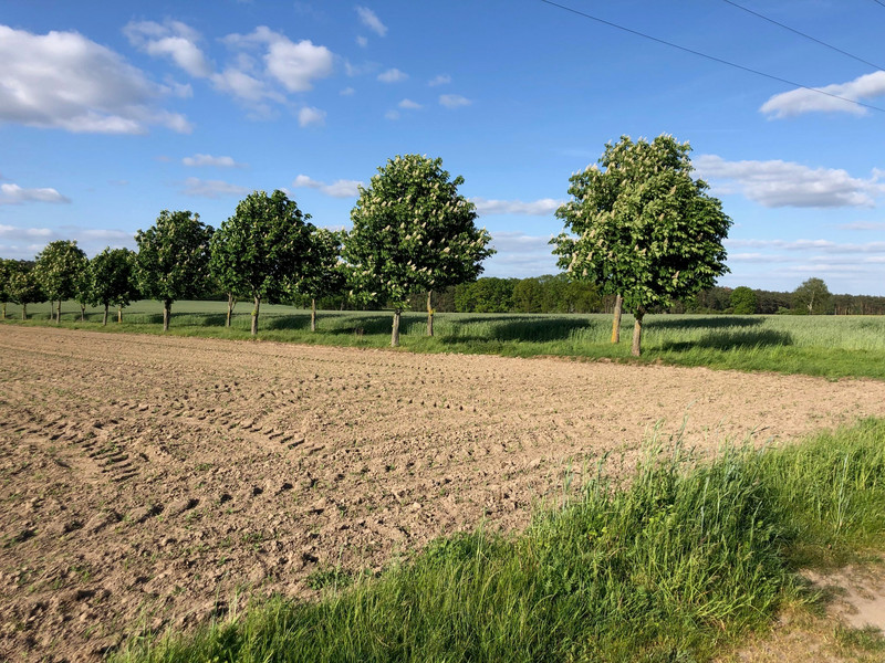 Ackerland mit angrenzendem Kastanienweg