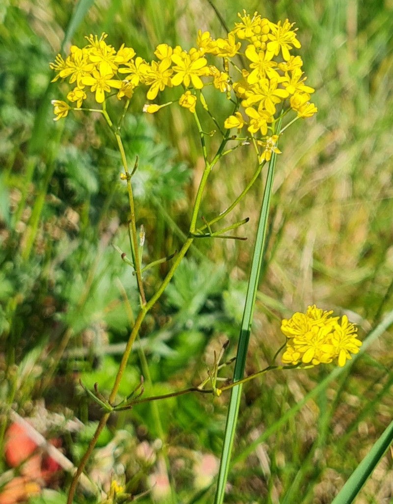 Pyrenäen-Sumpfkresse (Rorippa pyrenaica)