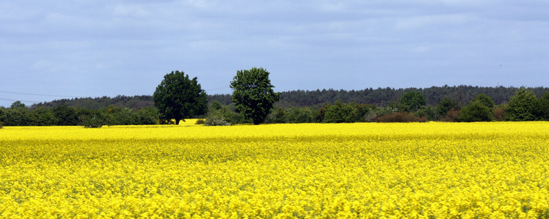 gelb blühendes Rapsfeld mit Baumgruppe im Hintergrund